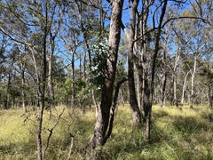 Eucalyptus bridgesiana