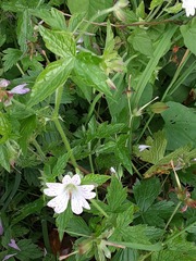 Geranium versicolor
