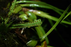 Microgramma lycopodioides