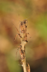 Quercus cerris