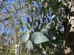 Eucalyptus bridgesiana