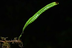 Microgramma lycopodioides