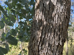 Eucalyptus bridgesiana