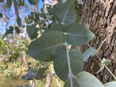 Eucalyptus bridgesiana