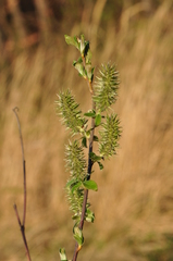 Salix cinerea