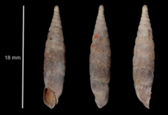 Laciniaria plicata