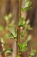 Salix cinerea