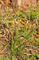 Carex michelii