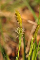 Carex michelii
