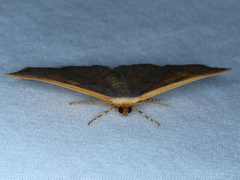 Picromorpha pyrrhopa