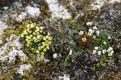 Draba fladnizensis
