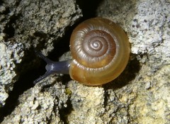 Oxychilus lentiformis