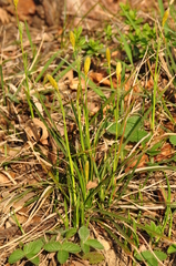 Carex michelii