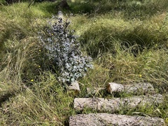 Eucalyptus bridgesiana