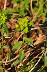 Euphorbia angulata