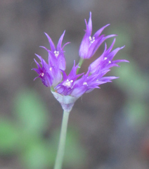Allium brevistylum