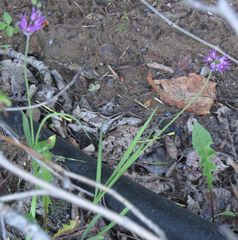 Allium brevistylum