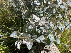 Eucalyptus bridgesiana