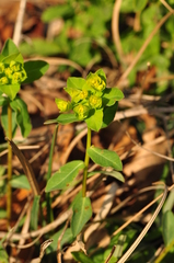 Euphorbia angulata