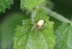 Enoplognatha ovata