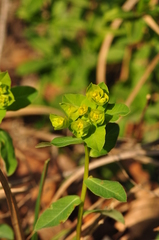 Euphorbia angulata
