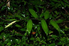 Pariana campestris