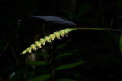 Pariana campestris