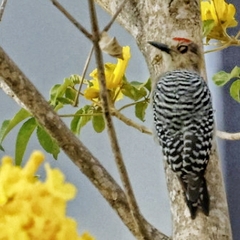 Melanerpes rubricapillus