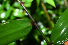Pariana campestris