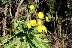 Sonchus hierrensis