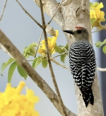 Melanerpes rubricapillus