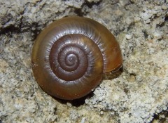 Oxychilus lentiformis