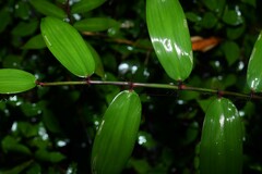 Pariana campestris