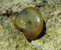 Oxychilus lentiformis