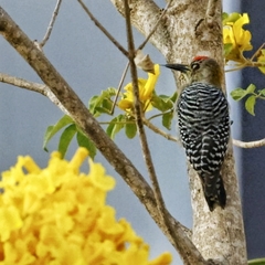 Melanerpes rubricapillus