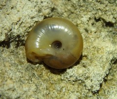 Oxychilus lentiformis