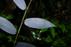 Pariana campestris