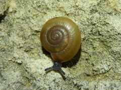 Oxychilus lentiformis