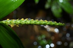 Pariana campestris