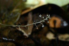 Sciaphila albescens