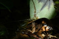 Sciaphila albescens