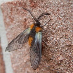 Pryeria sinica