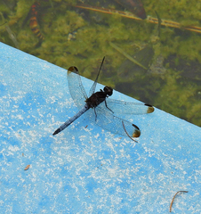 Erythrodiplax atroterminata
