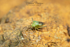 Closterotomus norwegicus