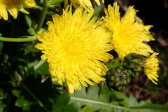 Sonchus hierrensis