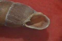 Laciniaria plicata