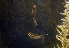 Petroscirtes breviceps