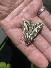 Hyles livornica