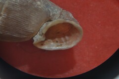Laciniaria plicata