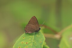 Satyrium liparops